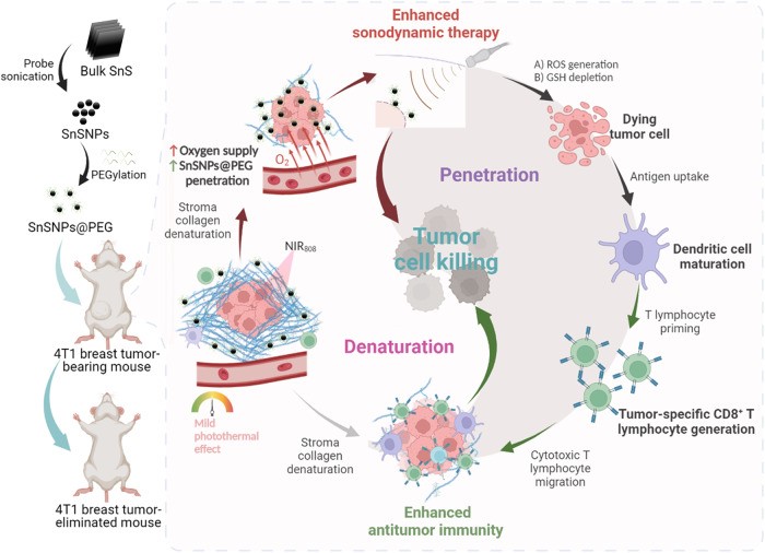 Fig.2 Preparation and enhanced SDT strategy of PEG-coated SnS nanoparticles. (OA Literature)