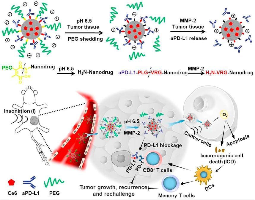 Fig.1 PEG-coated nanodrugs enable tumor-targeted sono-photodynamic therapy and immunotherapy of cancer. (OA Literature)