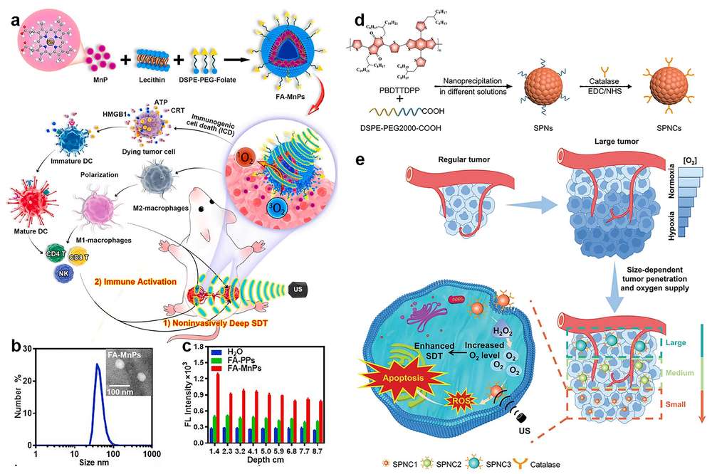 Fig.1 Exploring the synergistic potential of nanoparticle-dependent SDT for tumor control: deep penetration and immunoactivation as key drivers. (OA Literature)