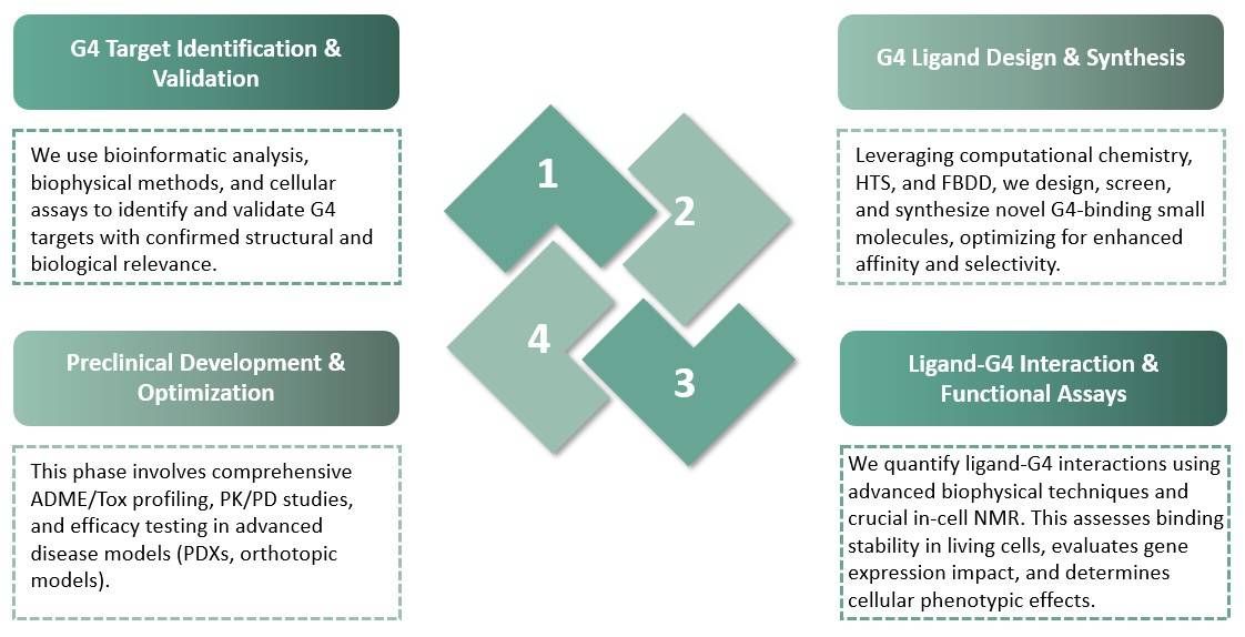 Workflow for G-quadruplex-targeted therapeutics: from target validation through preclinical optimization. (Creative Biolabs Original)