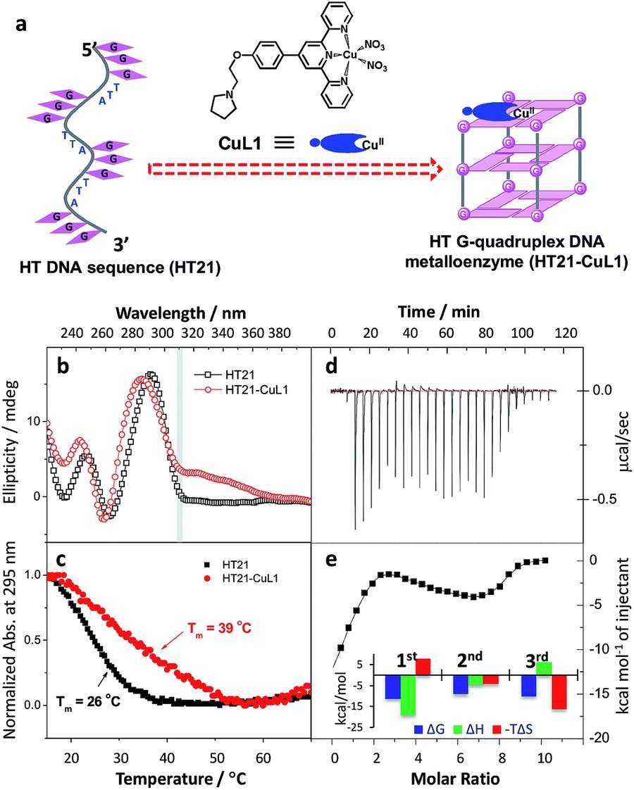 Fig.1 Development of a human telomeric G-quadruplex DNA-based metalloenzyme. (OA Literature)