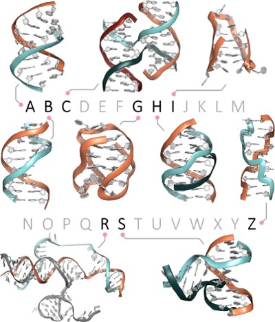 Fig.1 DNA structural alphabet spans canonical B-DNA to diverse non-canonical forms (A-Z). (OA Literature)