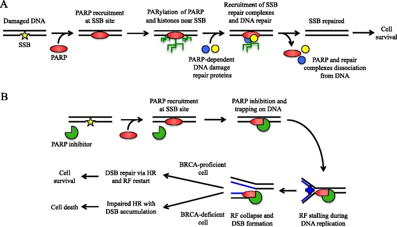 Fig.1 PARP inhibition traps PARP, causing lethal DSB accumulation in HR-deficient (e.g., BRCA-mutant) cancers. (OA Literature)