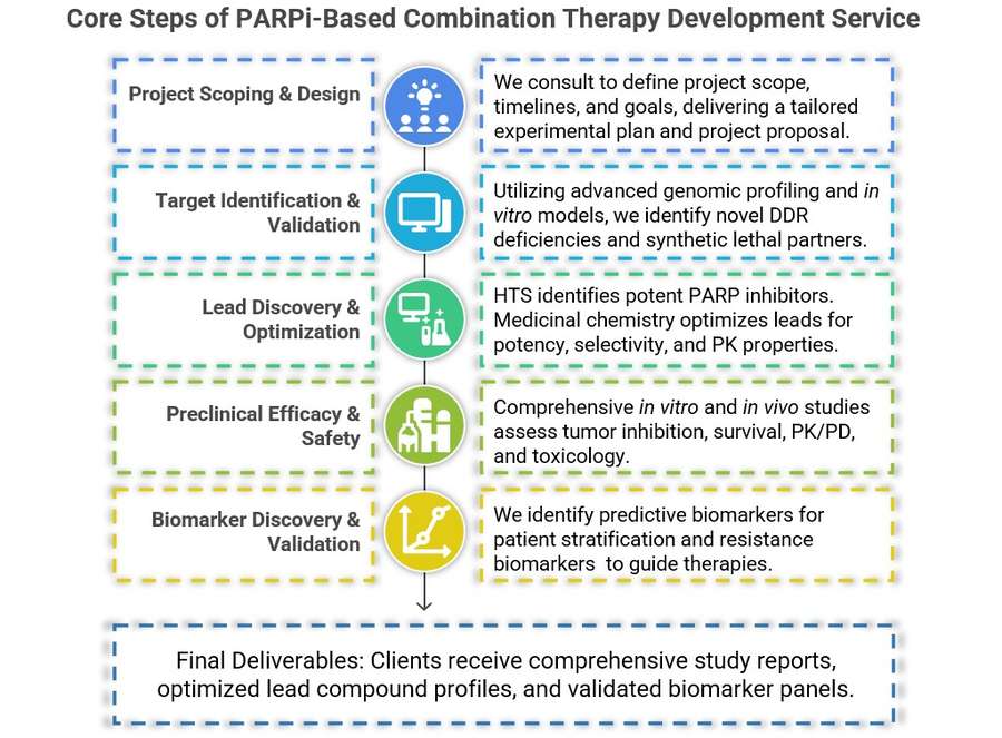Streamlined PARP inhibitor workflow: scoping, discovery, optimization, preclinical efficacy & biomarkers. (Creative Biolabs Original)