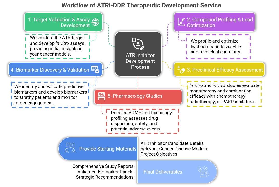 Comprehensive ATR inhibitor development: validation, optimization, efficacy, biomarkers. (Creative Biolabs Original)