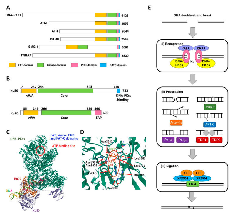 Fig. 1 Details DNA-PK domain structures, Ku binding, and its function in NHEJ initiation. (OA Literature)