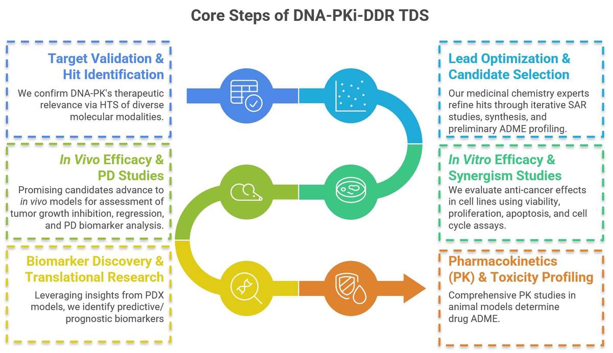 Streamlined DNA-PK inhibitor workflow: validation, lead optimization, efficacy, biomarkers. (Creative Biolabs Original)