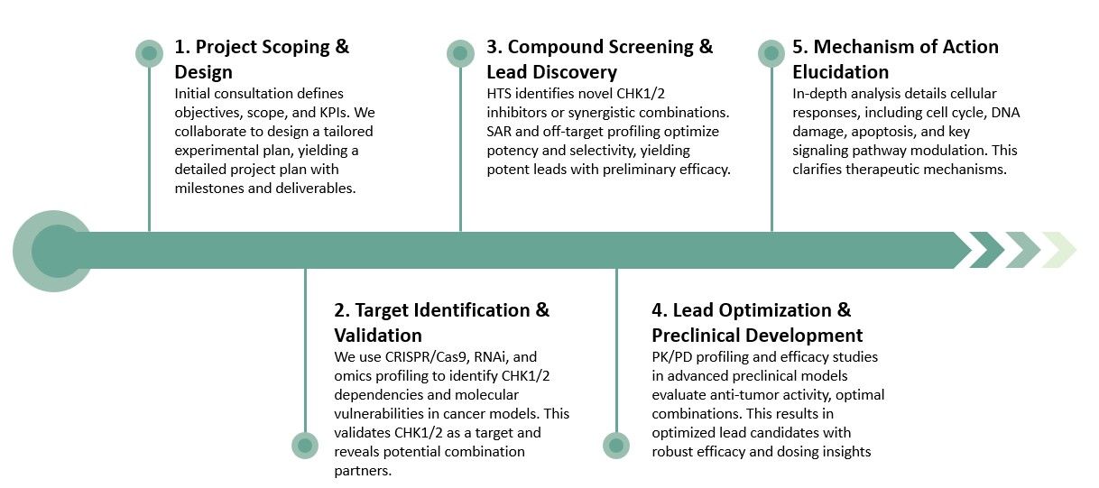 CHK1/2 inhibitor development: target validation, lead optimization & mechanistic insights for cancer vulnerabilities. (Creative Biolabs Original)