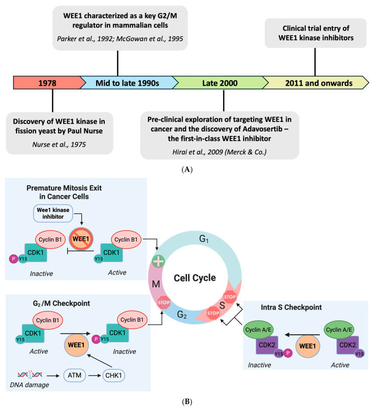 Figure 1. Graphical WEE1 target evolution & checkpoint/CDK regulatory schematic controlling replication/mitosis. (OA Literature)