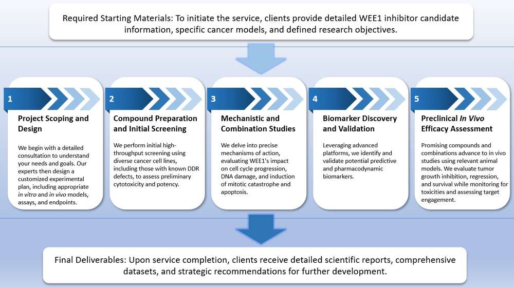 End-to-end WEE1 inhibitor development: From client materials to customized testing, biomarkers, and strategic deliverables. (Creative Biolabs Original)
