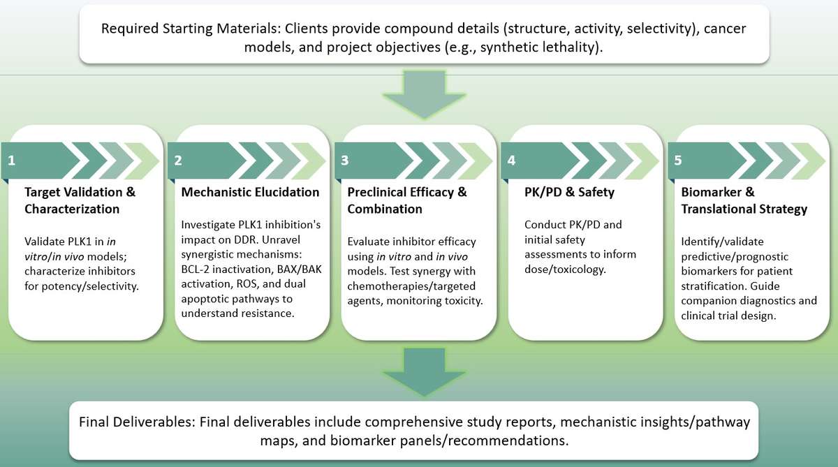 PLK1 inhibitor development: Target validation, mechanistic synergy, efficacy & biomarker strategy. (Creative Biolabs Original)