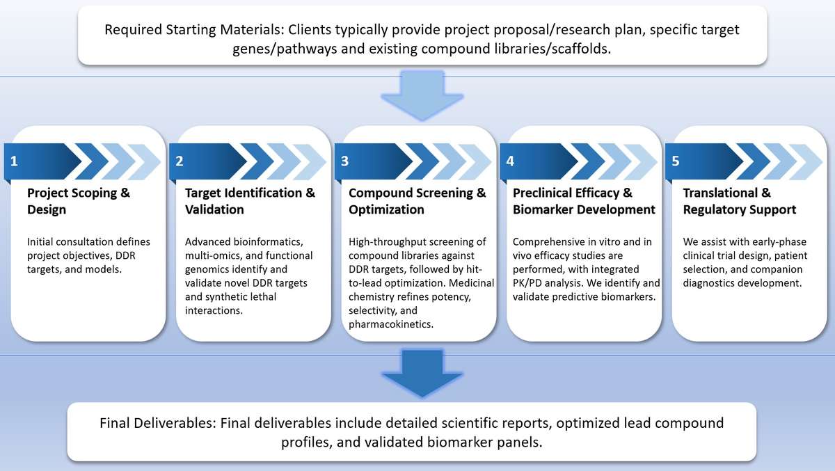 Streamlined DDR development: target ID, lead optimization, preclinical efficacy & translational deliverables. (Creative Biolabs Original)