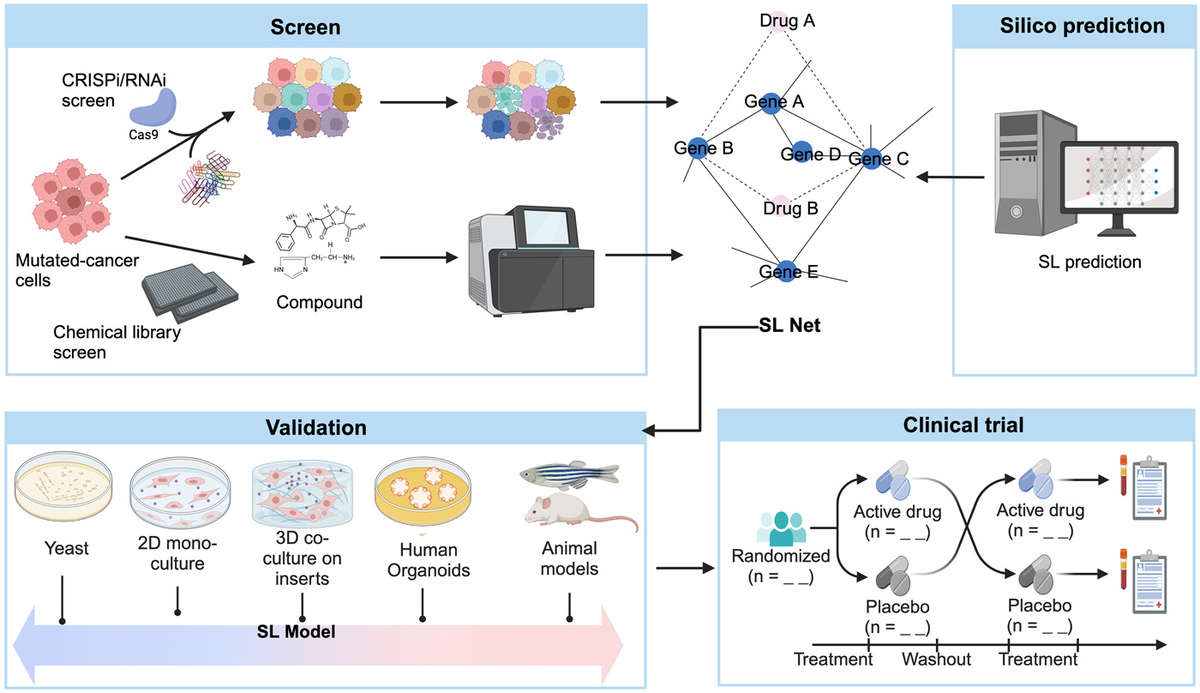 Fig. 1 Integrated RNAi & bioinformatic SL screens identify & validate targets across cell lines for therapeutic development. (OA Literature)