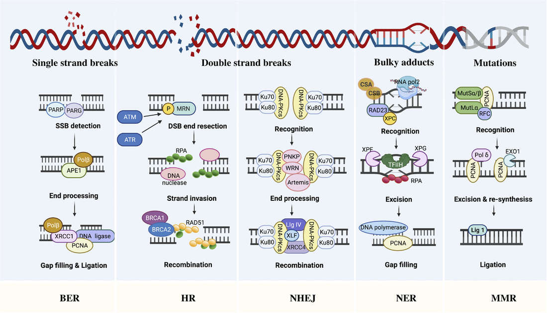 Fig.1 Key DNA repair pathways: SSBs→BER, DSBs→HR/NHEJ, errors→MMR, adducts→NER. (OA Literature)