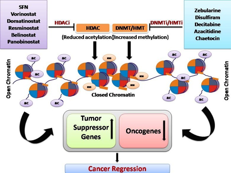 Fig. 1 Mode of action for epigenetic inhibitors targeting DNA methylation and histone deacetylation. (OA Literature)