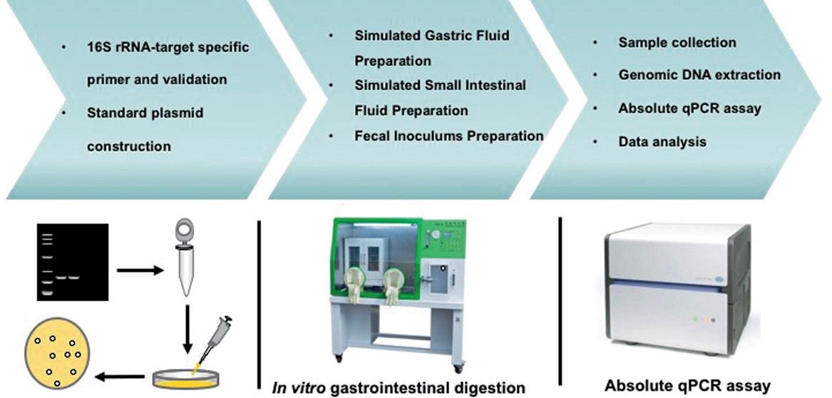 The schematic chart for absolute qPCR for microbial determination in in vitro gastrointestinal digestion. 