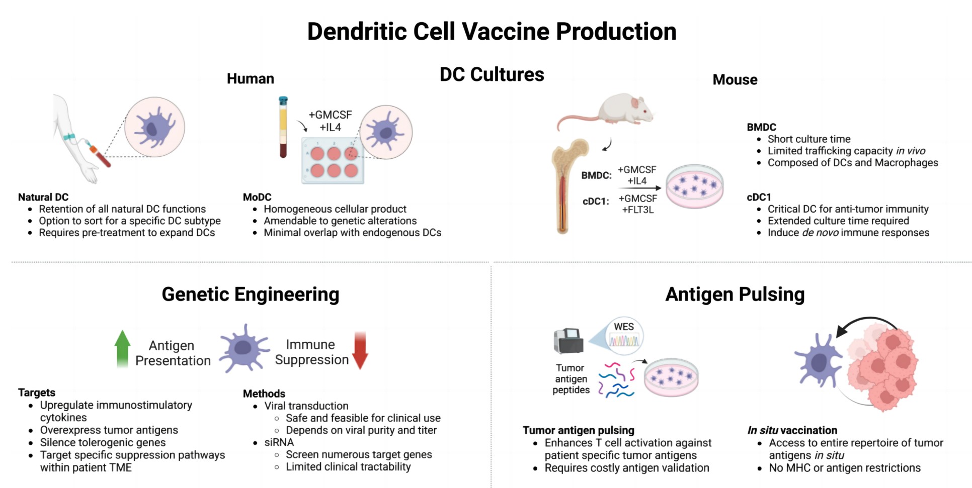 Fig.1 Dendritic cell-based vaccine production. (Abascal, et al, 2023)