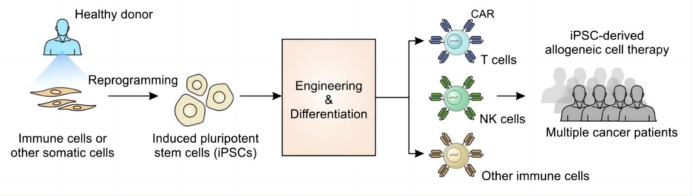 Fig.1 Engineering iPSC for cell for cancer therapy. (Zhou, et al., 2022)