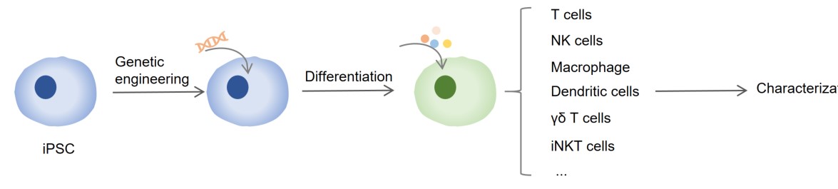 Fig.3 iPSC engineering services. (Creative Biolabs original)