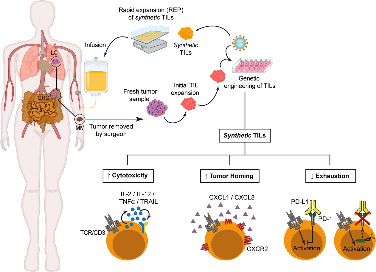 Fig.1 Genetically modified TILs for cancer therapy. (Jiménez-Reinoso, et al., 2021)