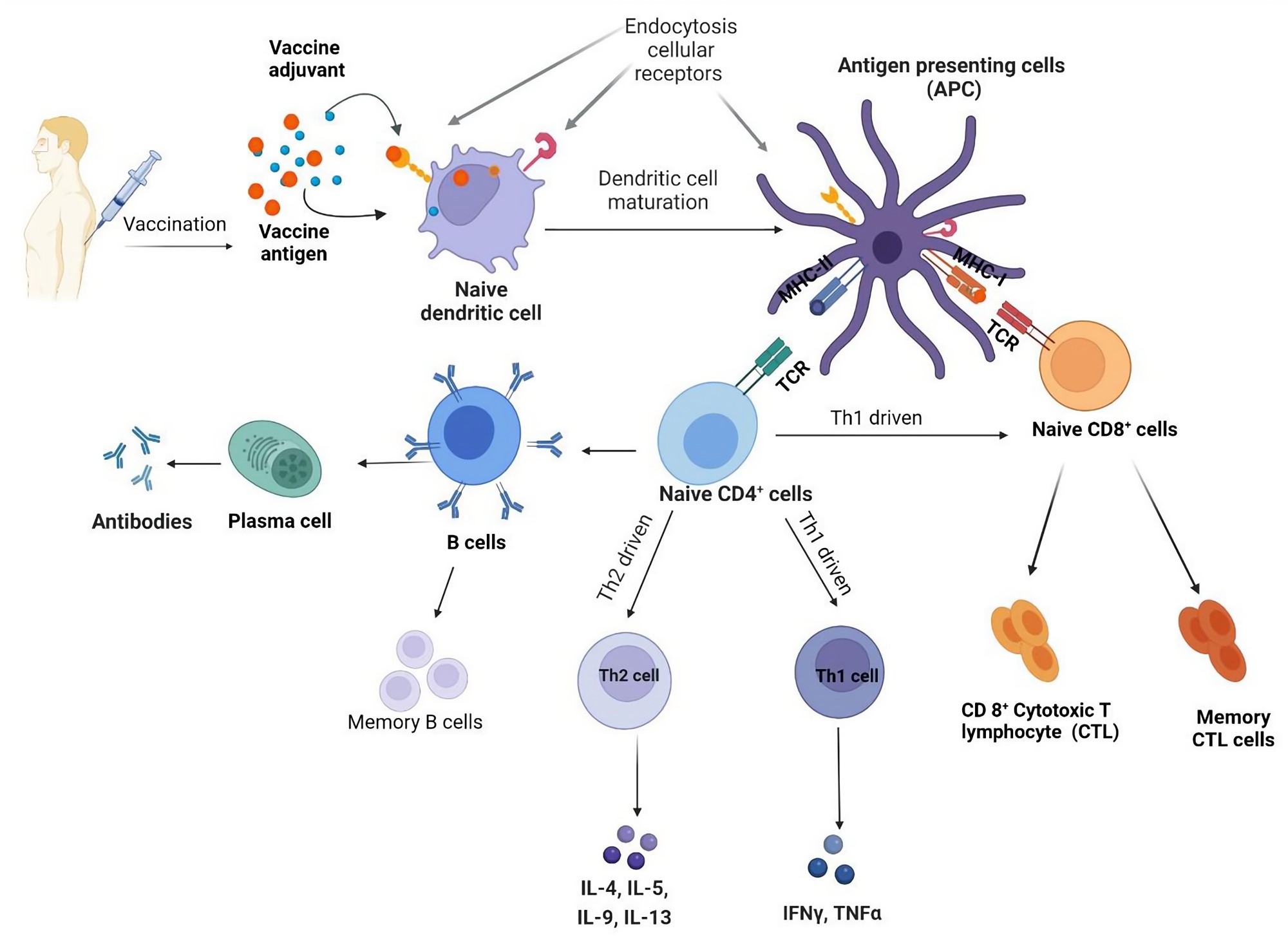 Fig.1 The immune response of vaccine combined with adjuvants. (Fan, et al., 2022)
