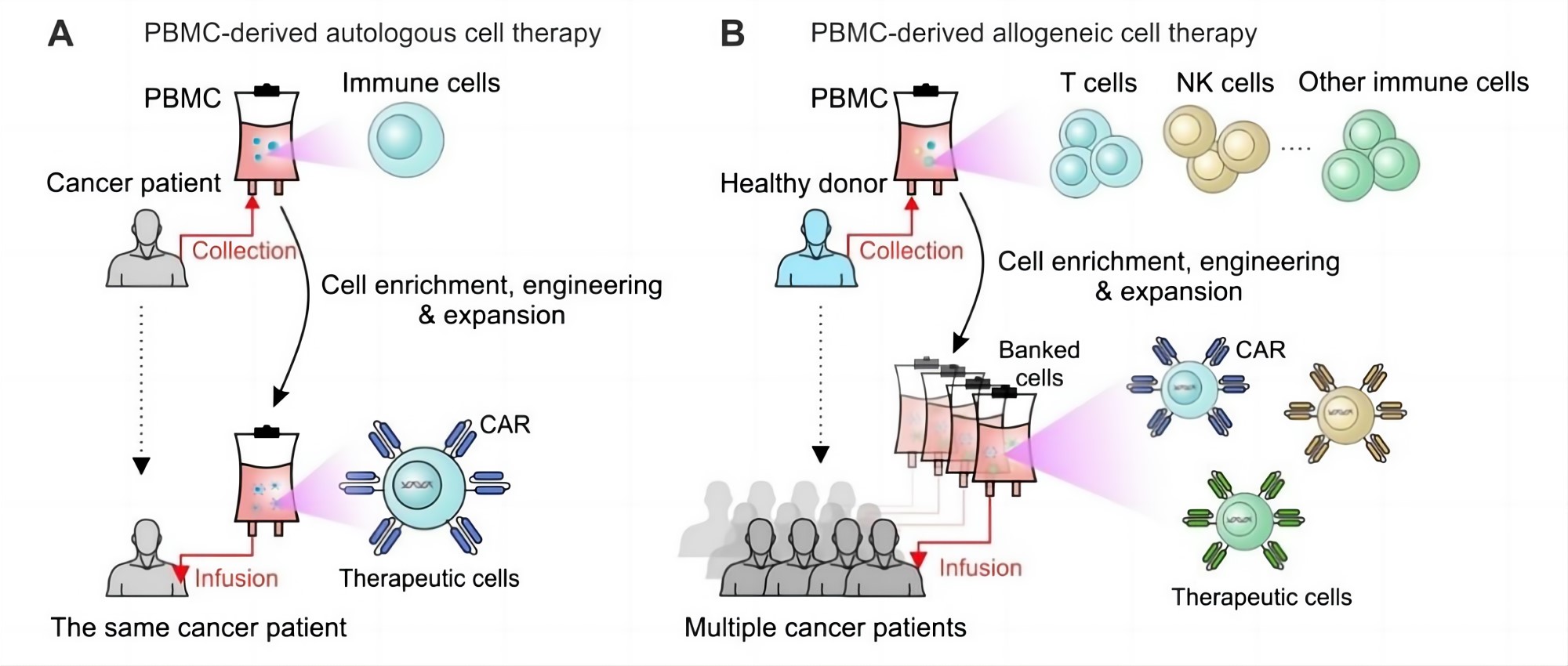 Engineering PBMC for cancer immunotherapy. (Zhou, et al., 2022)