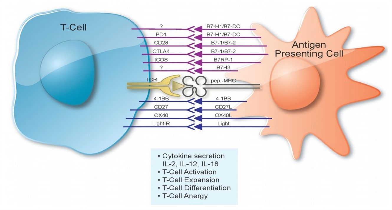 Fig.1 The interaction of T cells and APCs. (Hasan & R. J, 2015)