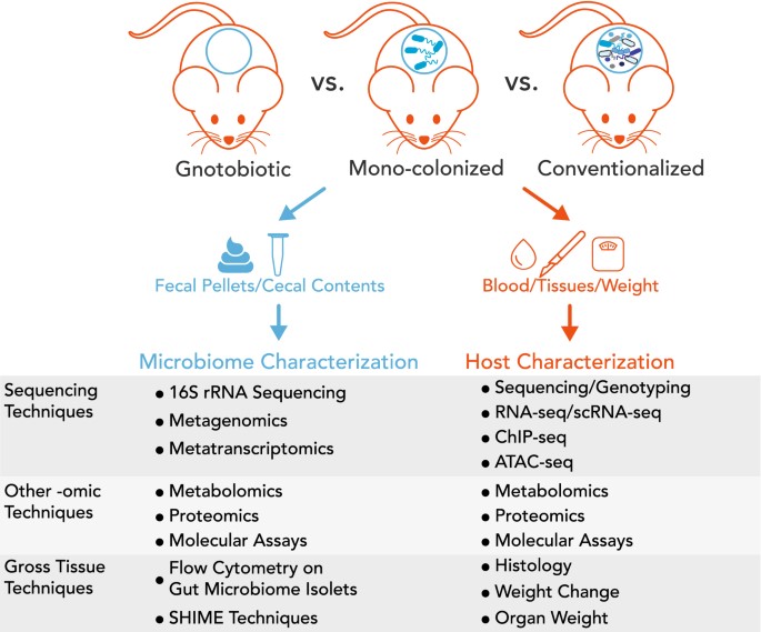 Fig.1 Characterizing gut microbiome-host relationships using mice as a model organism.