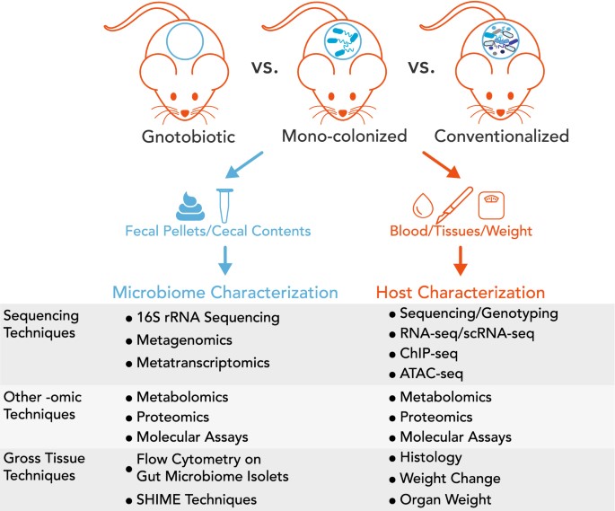 Using mice as a model organism for characterizing gut microbiome-host relationships.