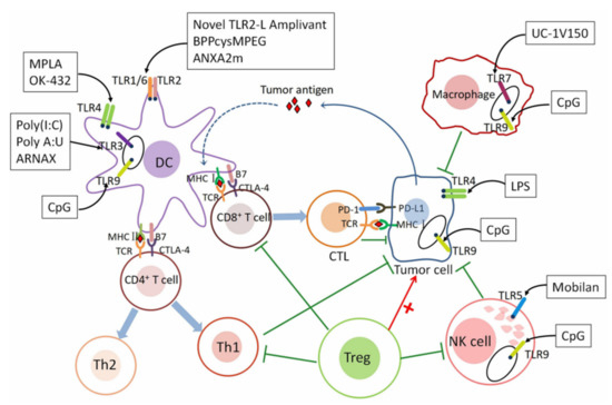 Fig.1 TLR agonist-mediated tumor immunity. (Jeong, et al., 2021)