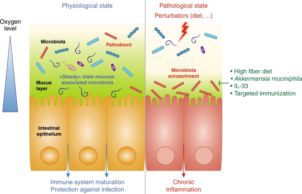 Fig.1 Mucosal surface host-microbiota interactions.