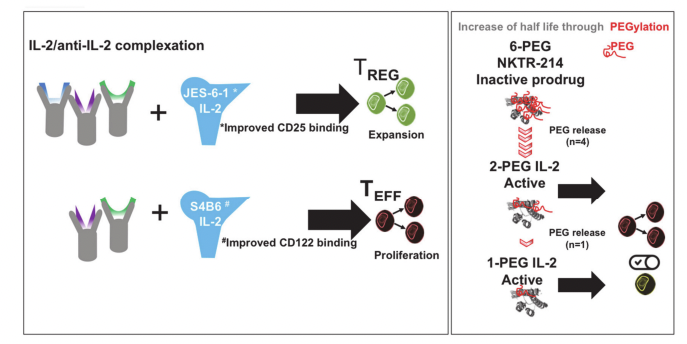 Fig.2 Cell targeting and extended half-life. (Raker, et al., 2020)
