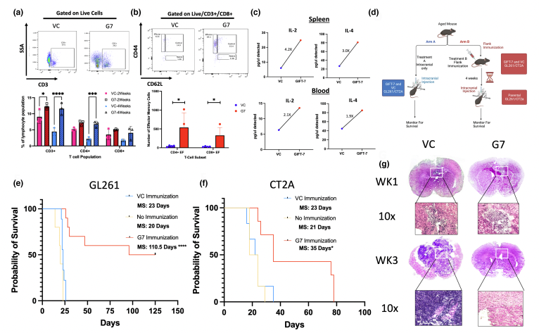 Fig.3 GM-CSF-IL-7 fusion cytokines. (Shireman, et al., 2023)