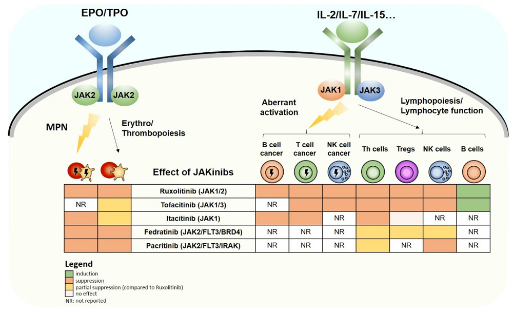 Fig.2 Antitumor and immunosuppressive effects of AK inhibitors. (Klein, et al., 2021)
