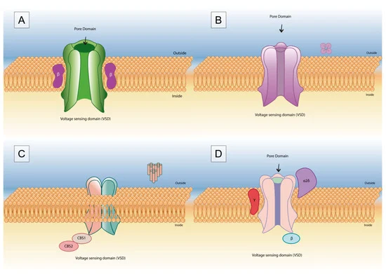 Fig.1 Venom peptides targeting voltage-gated potassium channels. (Mendes, et al., 2023)