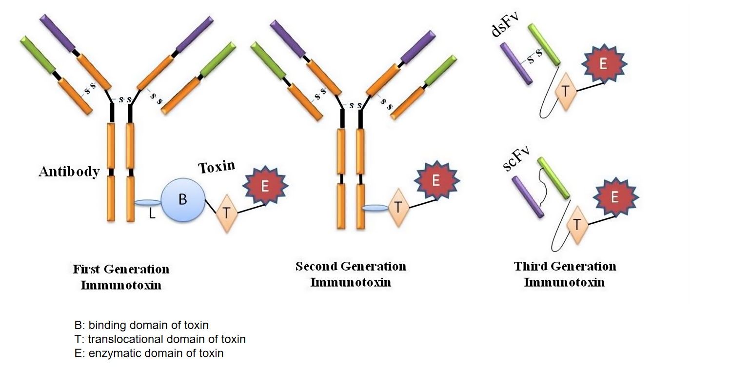 Fig.1 Three generations of immunotoxins. (Srivastava & Suaib, 2015)
