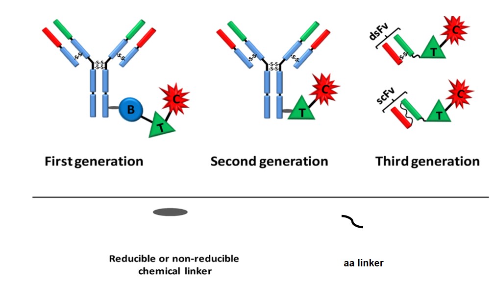 Fig.1 Three generations of immunotoxins. (Shapira & Itai, 2010)