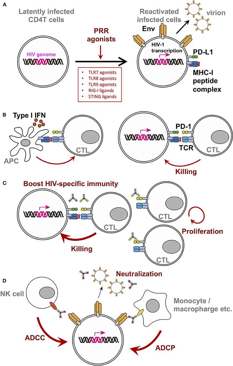 Fig.1 Activation of PRR agonist causes alterations in dormant infected cells or neighboring components. (Takahama, Shokichi & Takuya, Yamamoto, 2020)