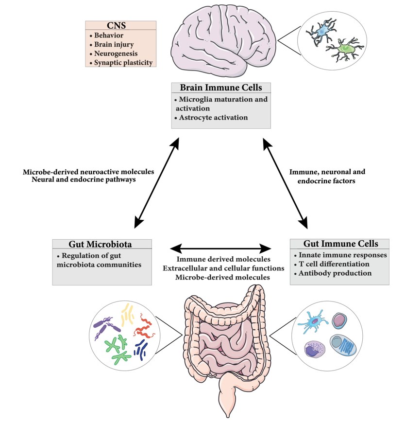 Pathways of immune signaling regulating the microbiota-gut-brain axis.