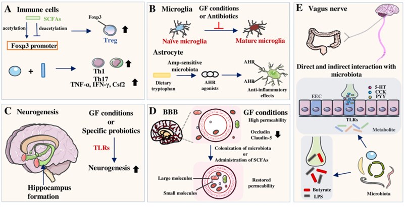 Fig.1 The impact of gut microbiota on various components of the central nervous system (CNS).