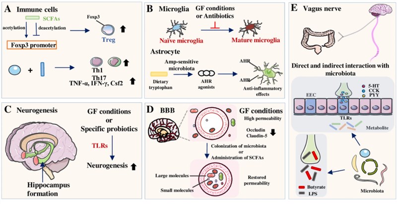 Influences of the gut microbiota on different components in the CNS.