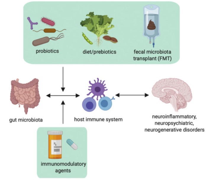 Therapeutic interventions targeting the microbiota-immune axis in CNS disorders.
