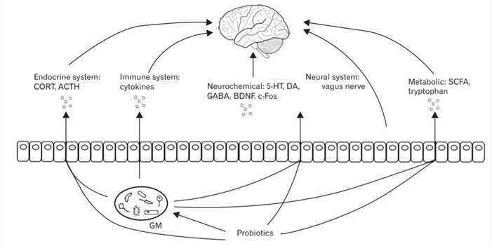 Mechanisms of probiotic effects on the central nervous system.