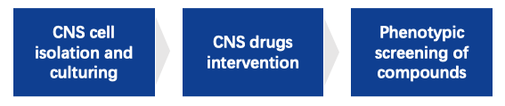 Fig.1 Primary CNS assay workflow. (Creative Biolabs Original)