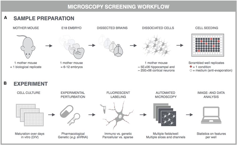 Fig.1 Fundamental principles of high-content screening using primary neuronal cultures.