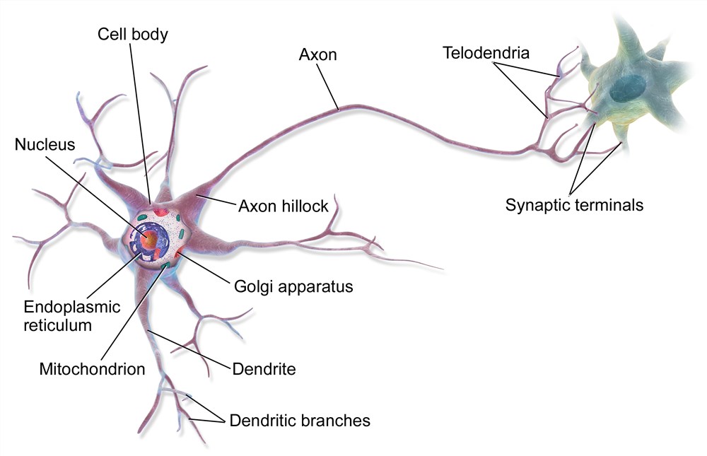 Anatomy of a multipolar neuron.