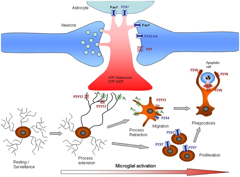 Activation of microglia via purinergic signaling.