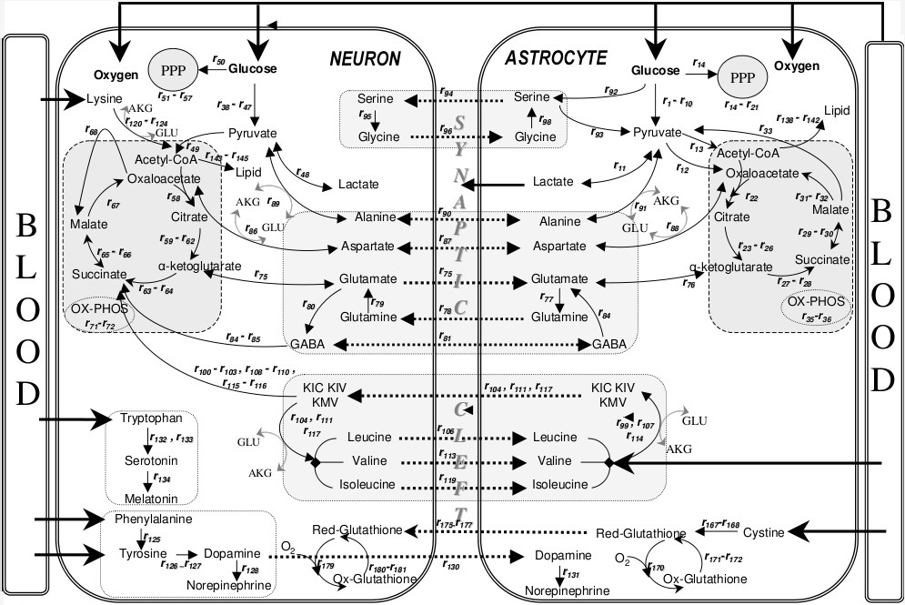 Fig.2 Metabolic interactions between astrocytes and neurons.