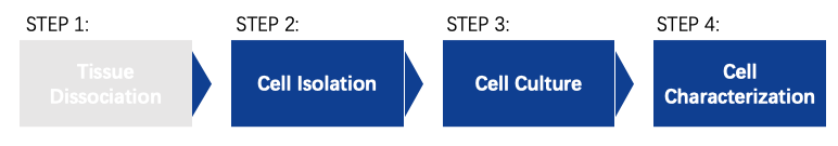 Fig. 2 Workflow for isolating, culturing, and characterizing neural cells. (Creative Biolabs Original)