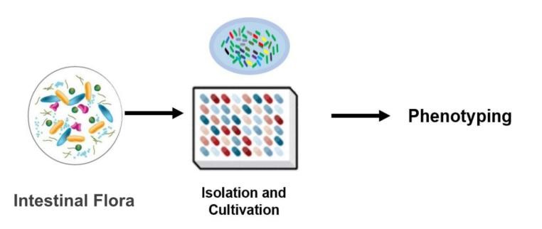 Fig.1 Strategies for isolating and cultivating targeted intestinal flora. (Creative Biolabs Original)